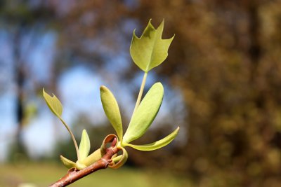 Liriodendron x 'Chapel Hill' - liliovník
